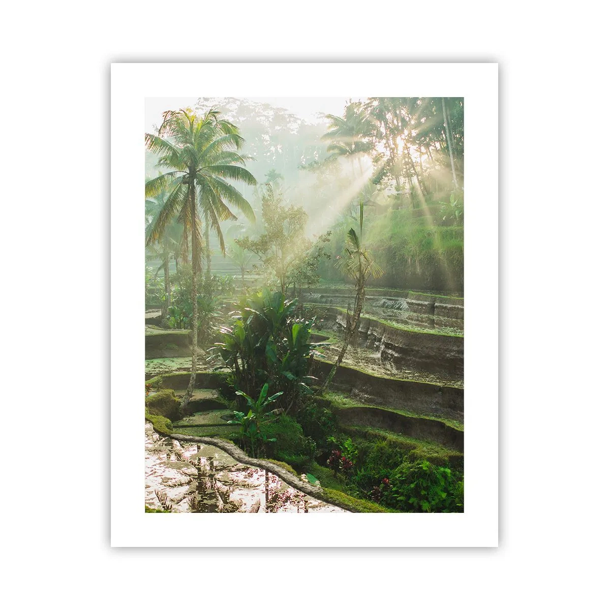 Pôster - Crescer ao sol - 40x50 cm