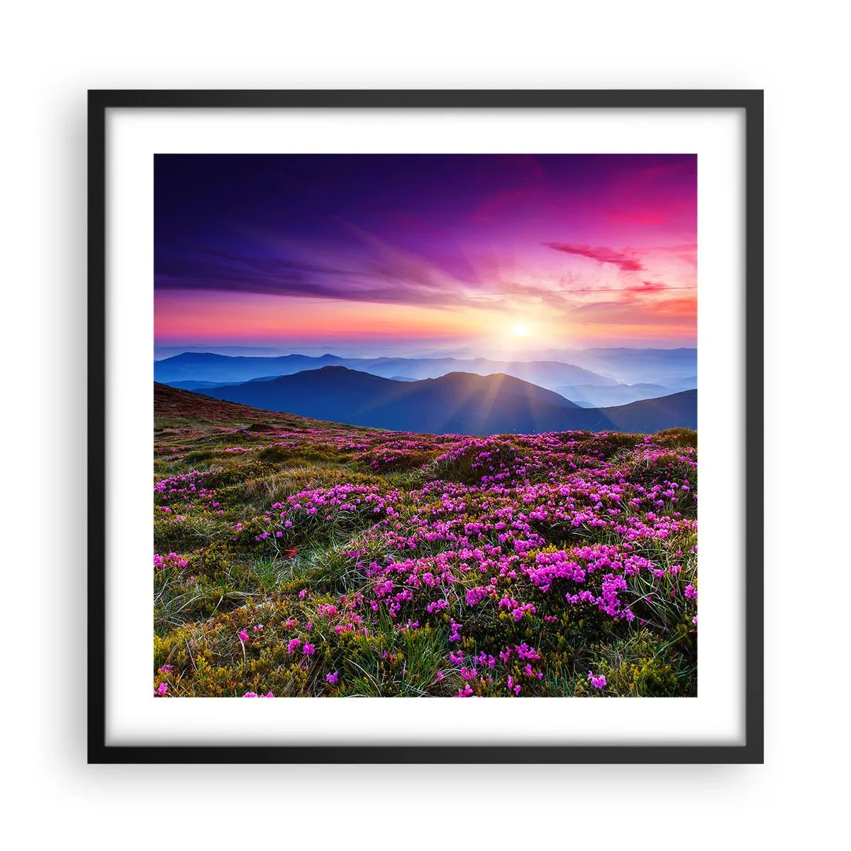 Pôster com moldura preta - Campo cheiroso - 50x50 cm