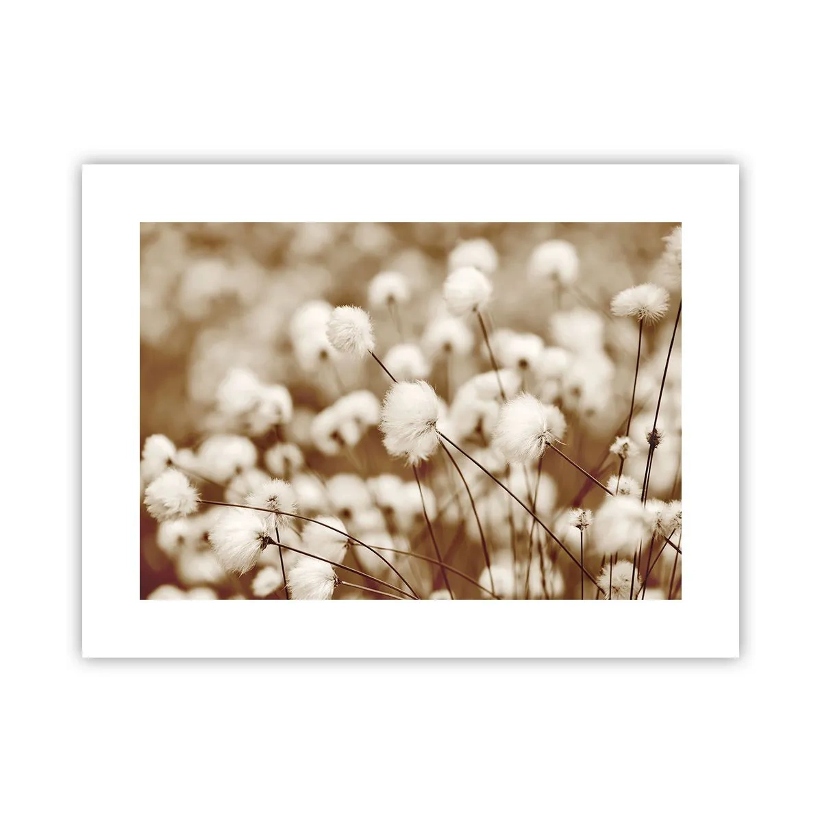 Pôster - Campos felpudos - 40x30 cm