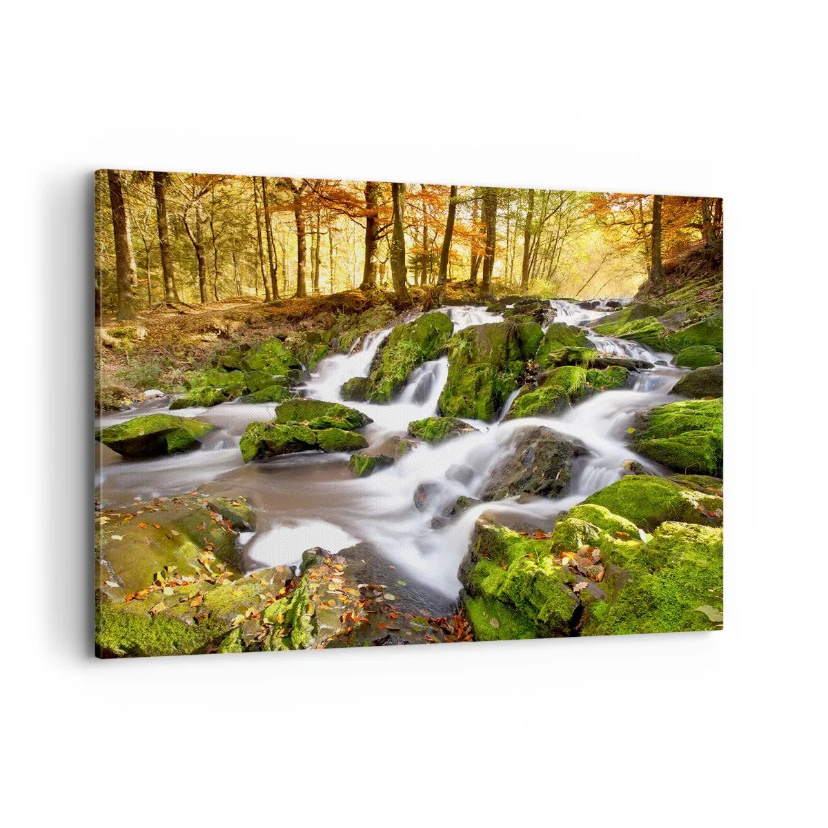 Quadro em tela - Pela floresta de outono - 100x70 cm