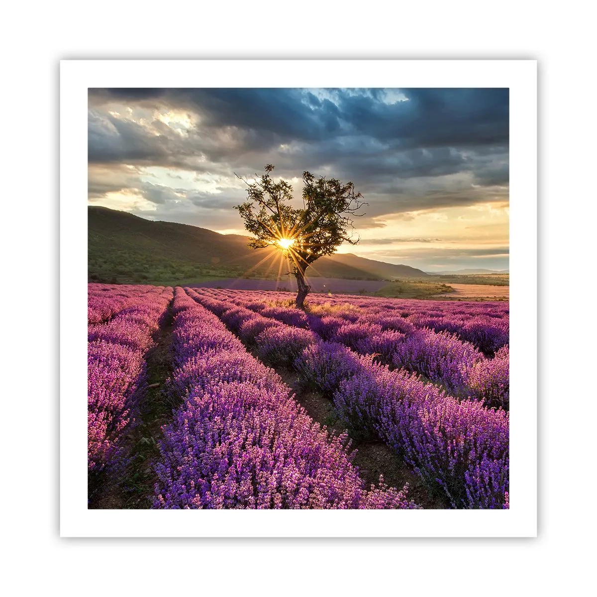 Pôster - Aroma lilás - 60x60 cm