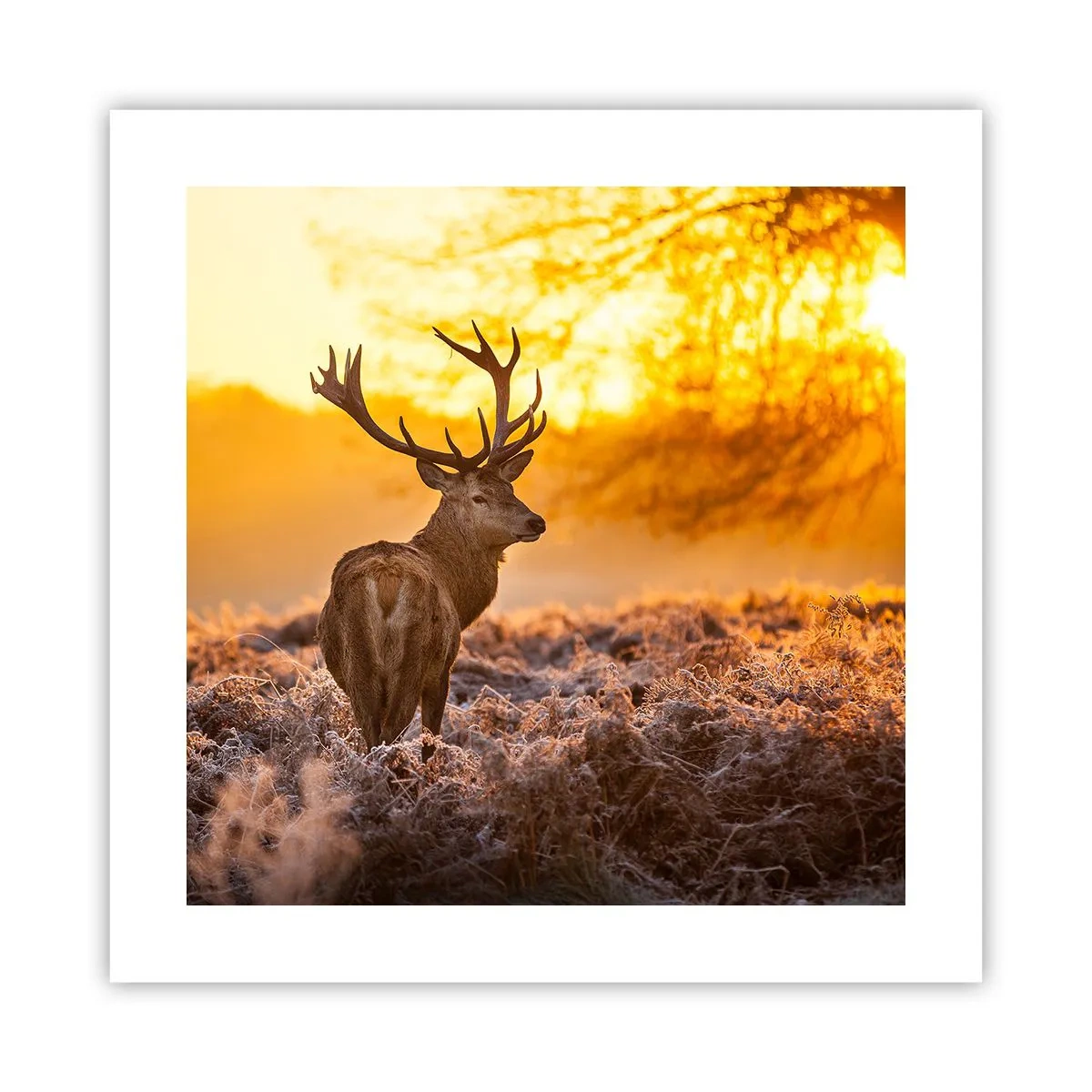 Pôster - Rei da floresta de outono - 40x40 cm