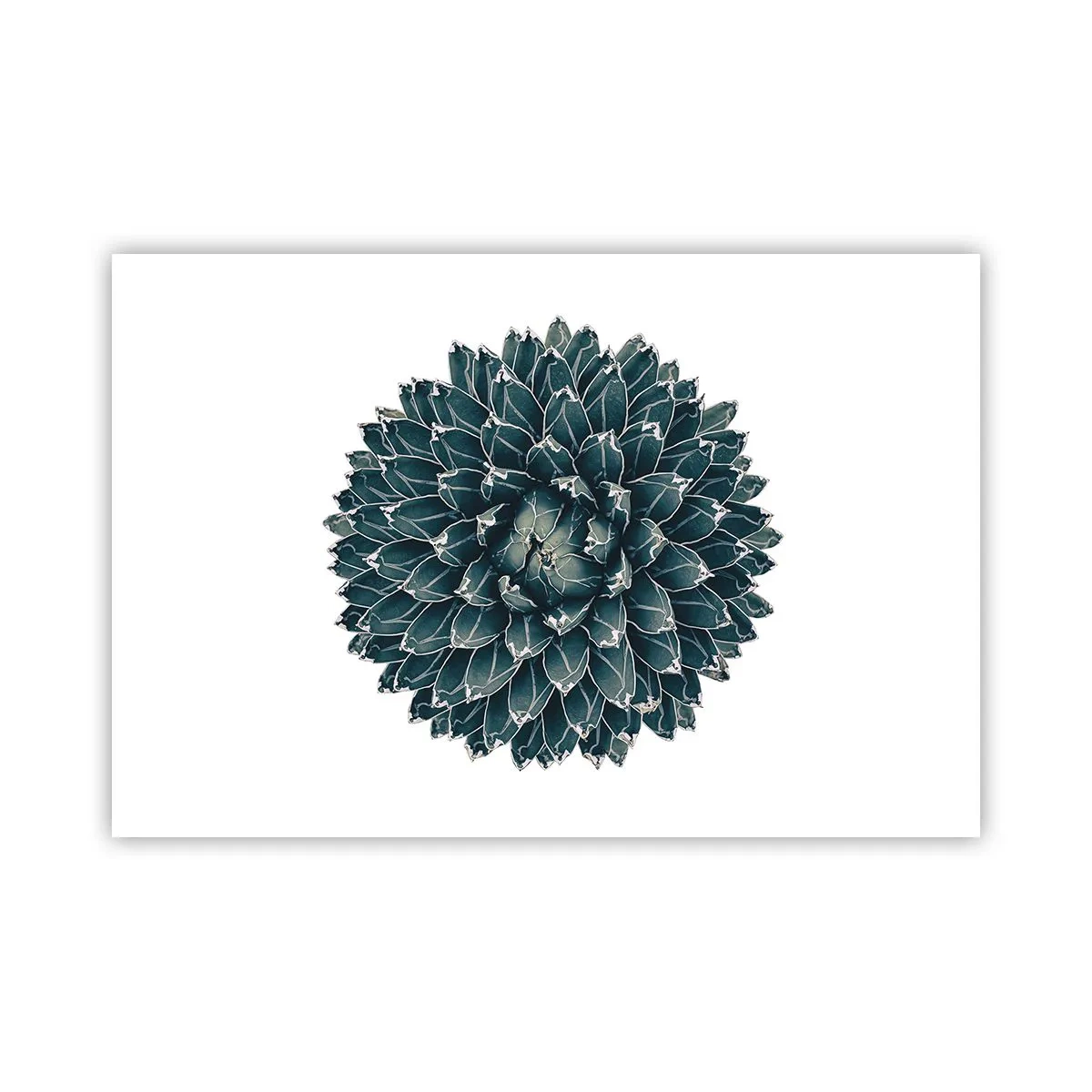 Pôster - Estrela do Deserto - 91x61 cm