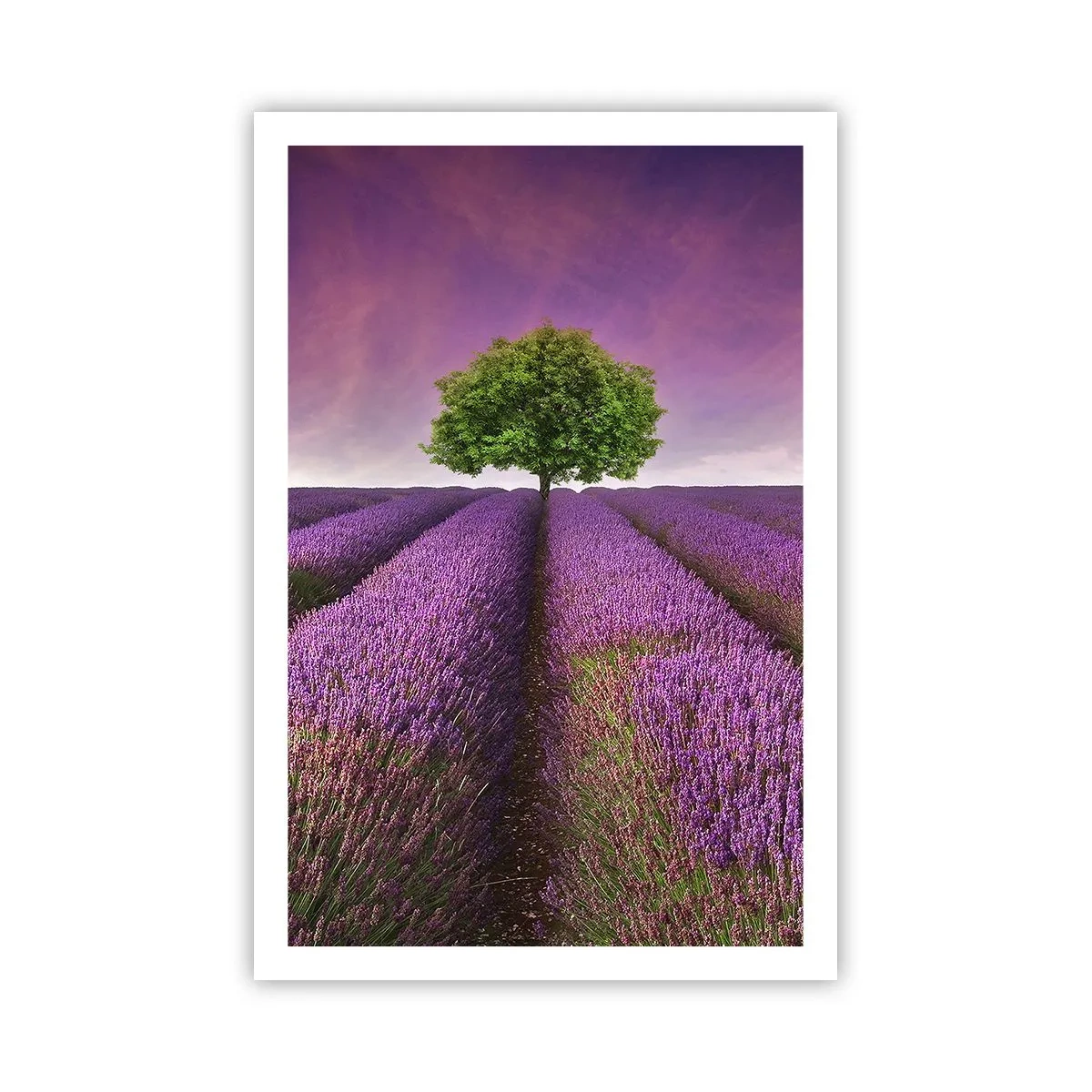 Pôster - Nos campos de lavanda - 61x91 cm