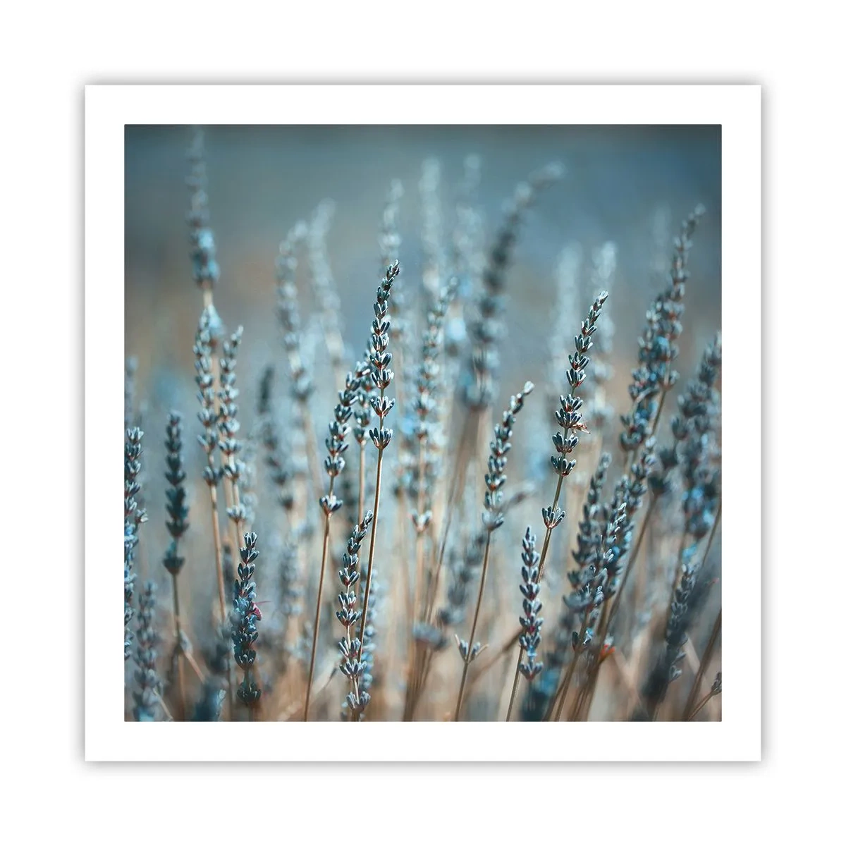 Pôster - Prado perfumado - 60x60 cm