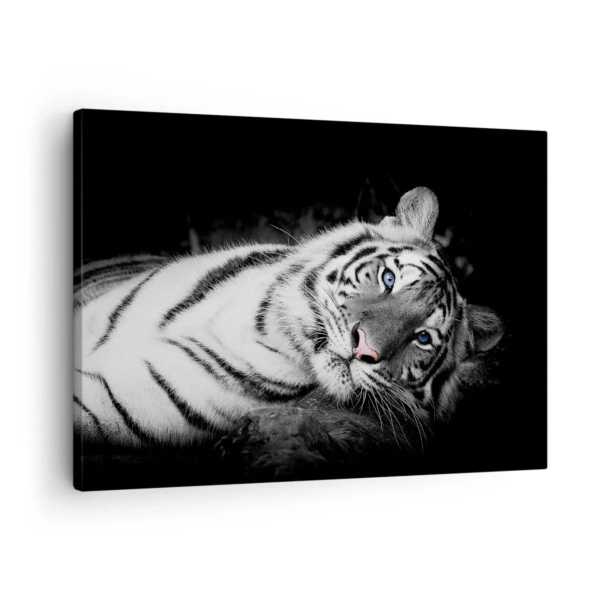 Quadro em tela - Um tigre branco artisticamente representado sobre um fundo preto - 70x50cm - Selvagem e tranquilo - Decoração de parede moderna para a sala de estar e quarto ARTTOR