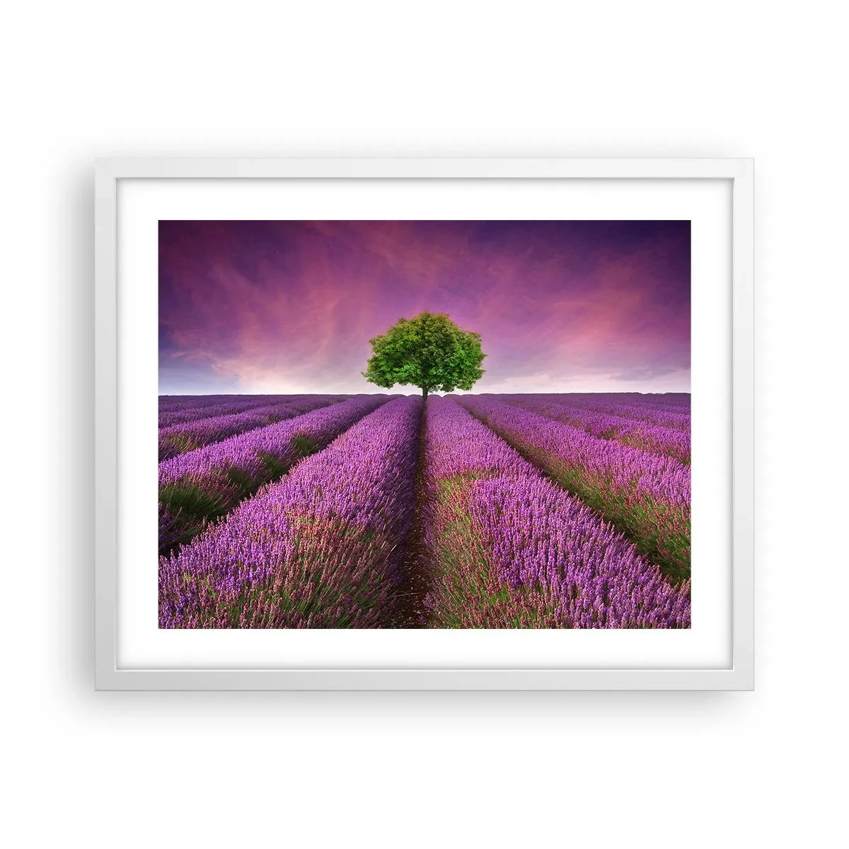 Pôster em moldura branca - Nos campos de lavanda - 50x40 cm