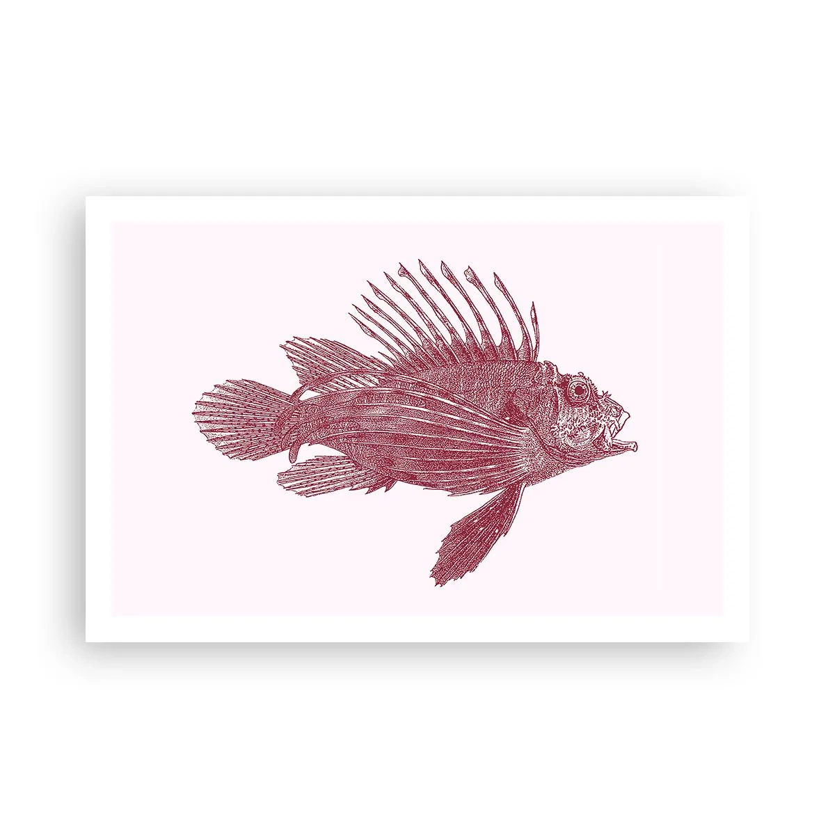 Pôster - Um habitante de águas exóticas - 91x61 cm