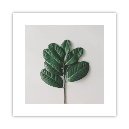 Pôster - Desenho da própria natureza - 30x30 cm