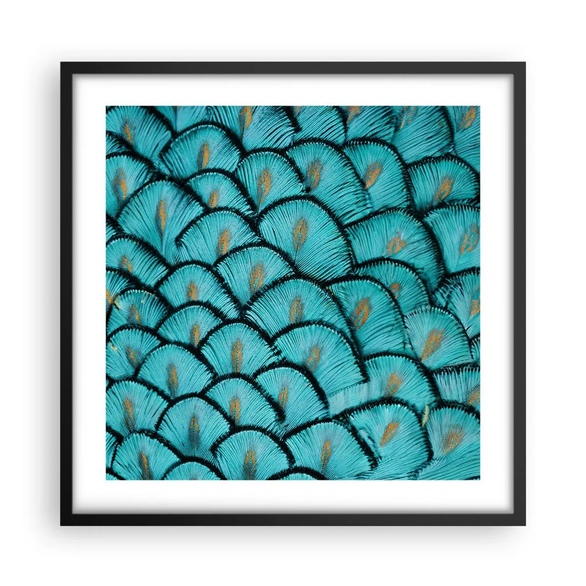 Pôster com moldura preta - A grande gala de penas - 50x50 cm