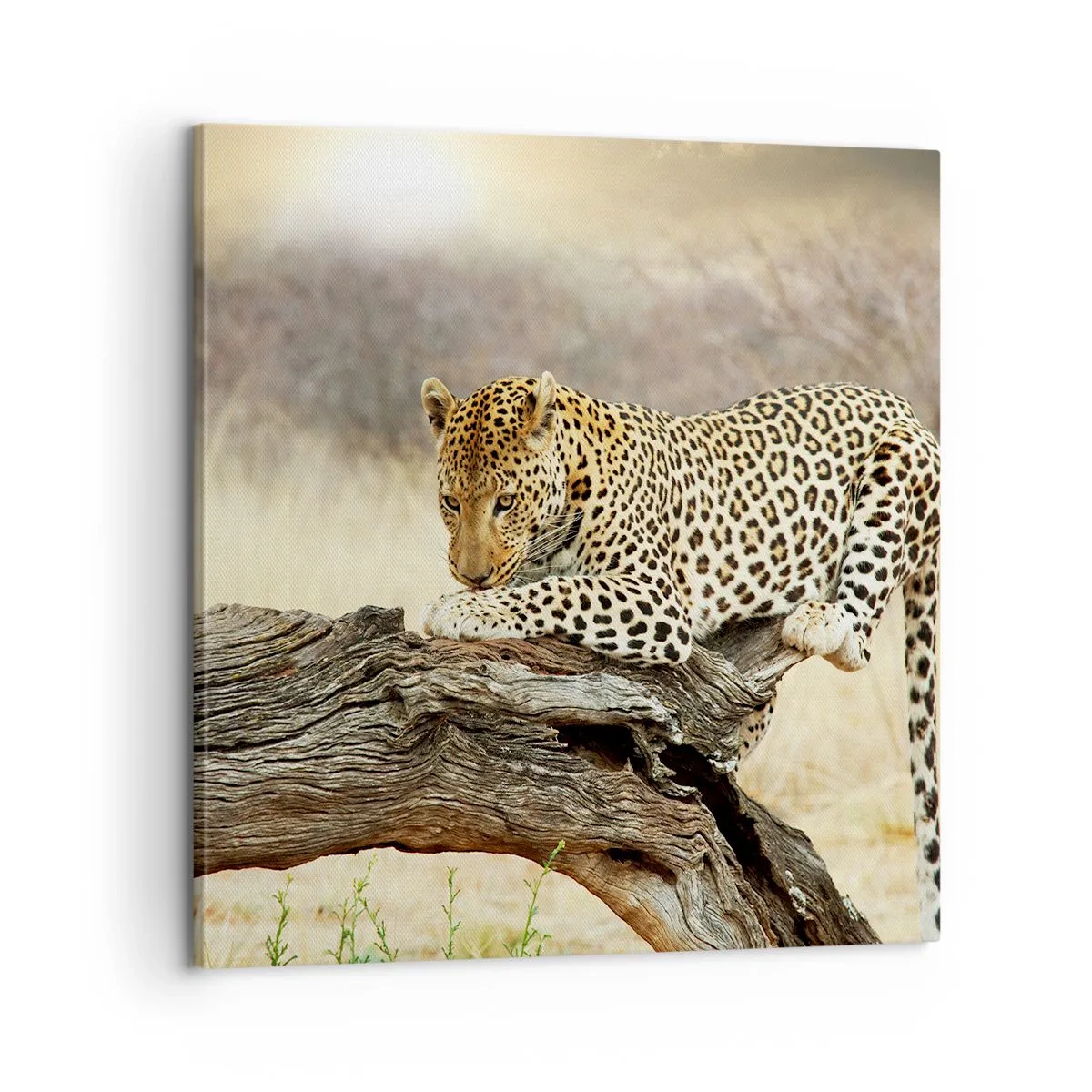 Quadro em tela - Eu sigo o meu próprio caminho - 60x60 cm