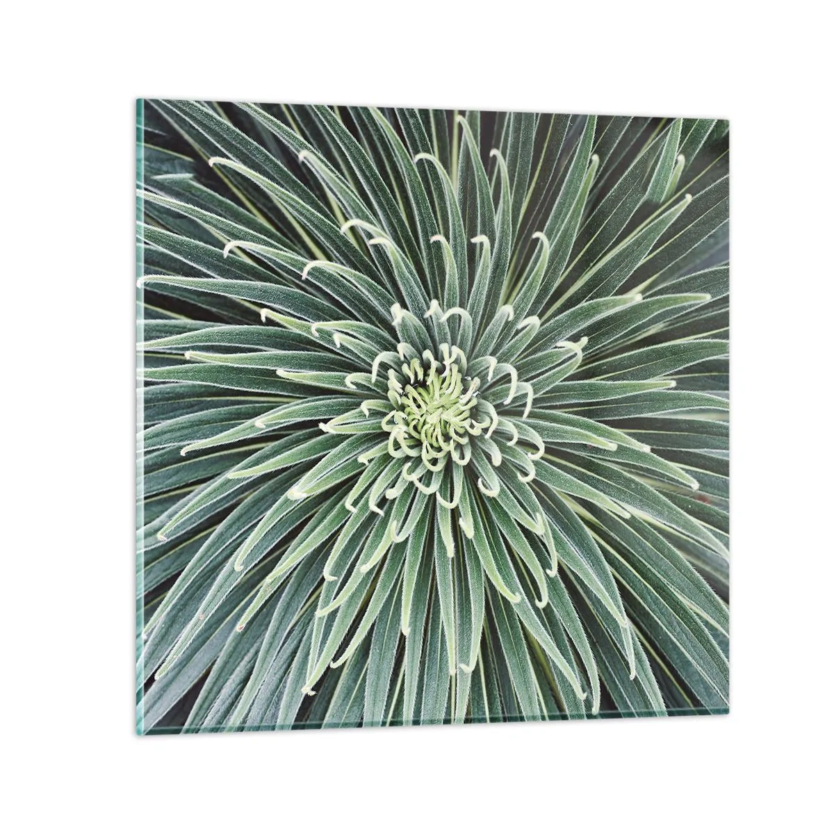 Quadro em vidro - Nasce uma estrela - 50x50 cm