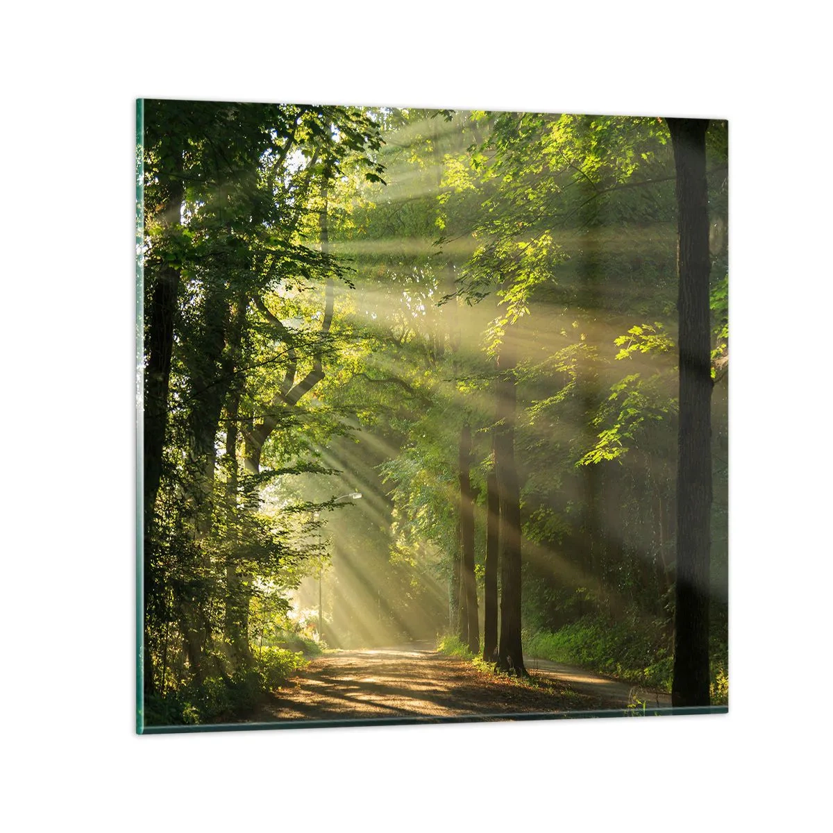 Quadro em vidro - Momento florestal - 40x40 cm
