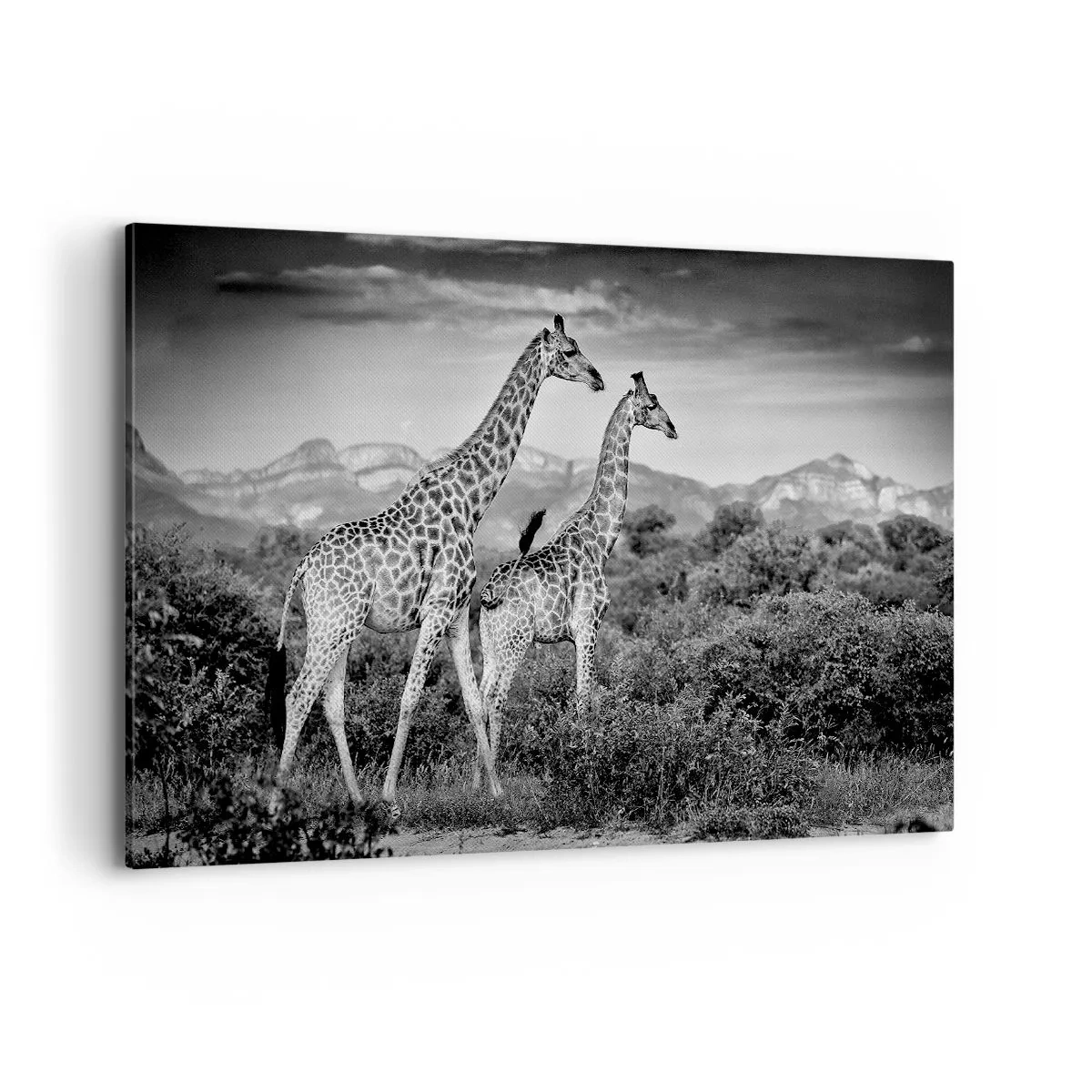 Quadro em tela - Alta Sociedade na África - 120x80 cm