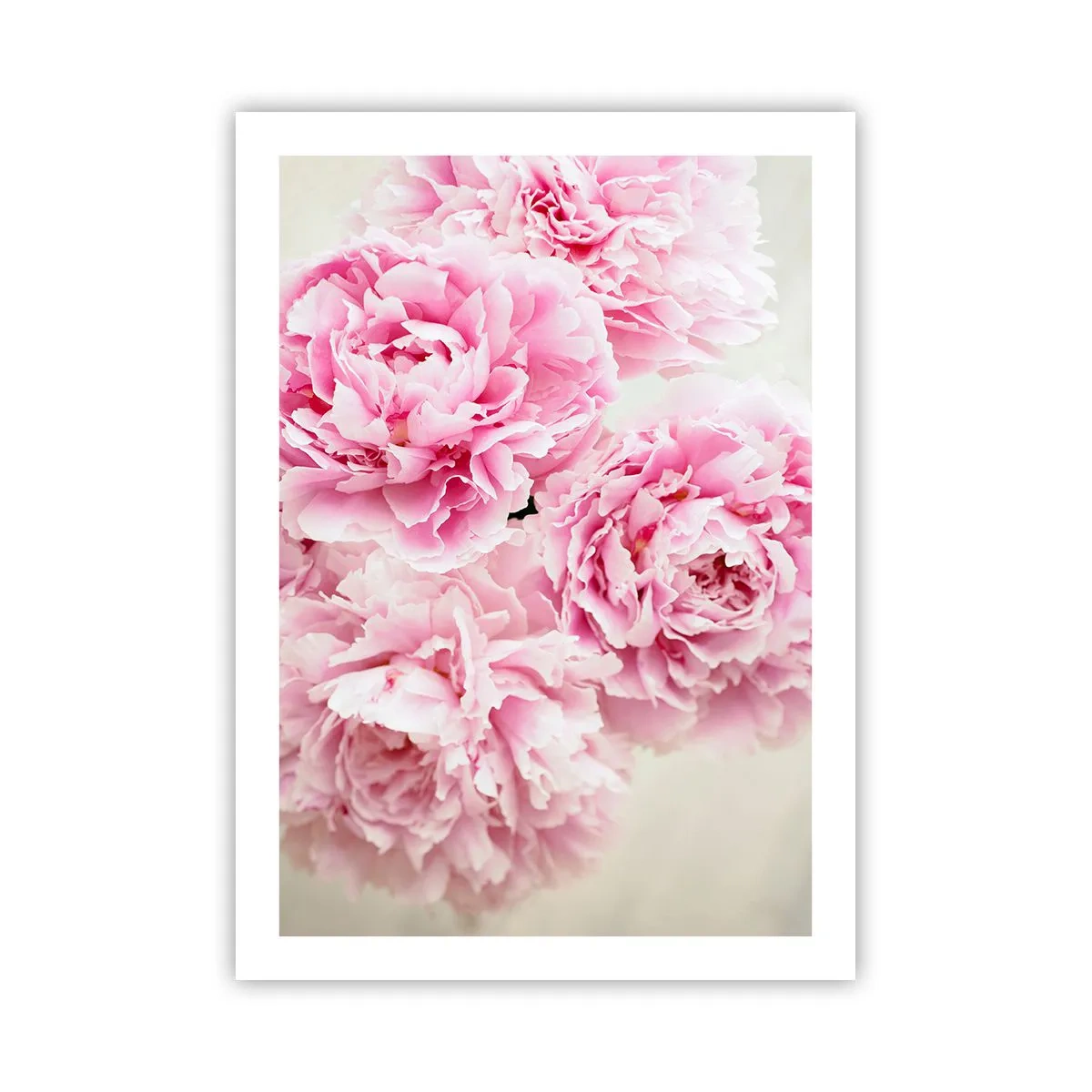 Pôster - Em esplendor rosa - 50x70 cm