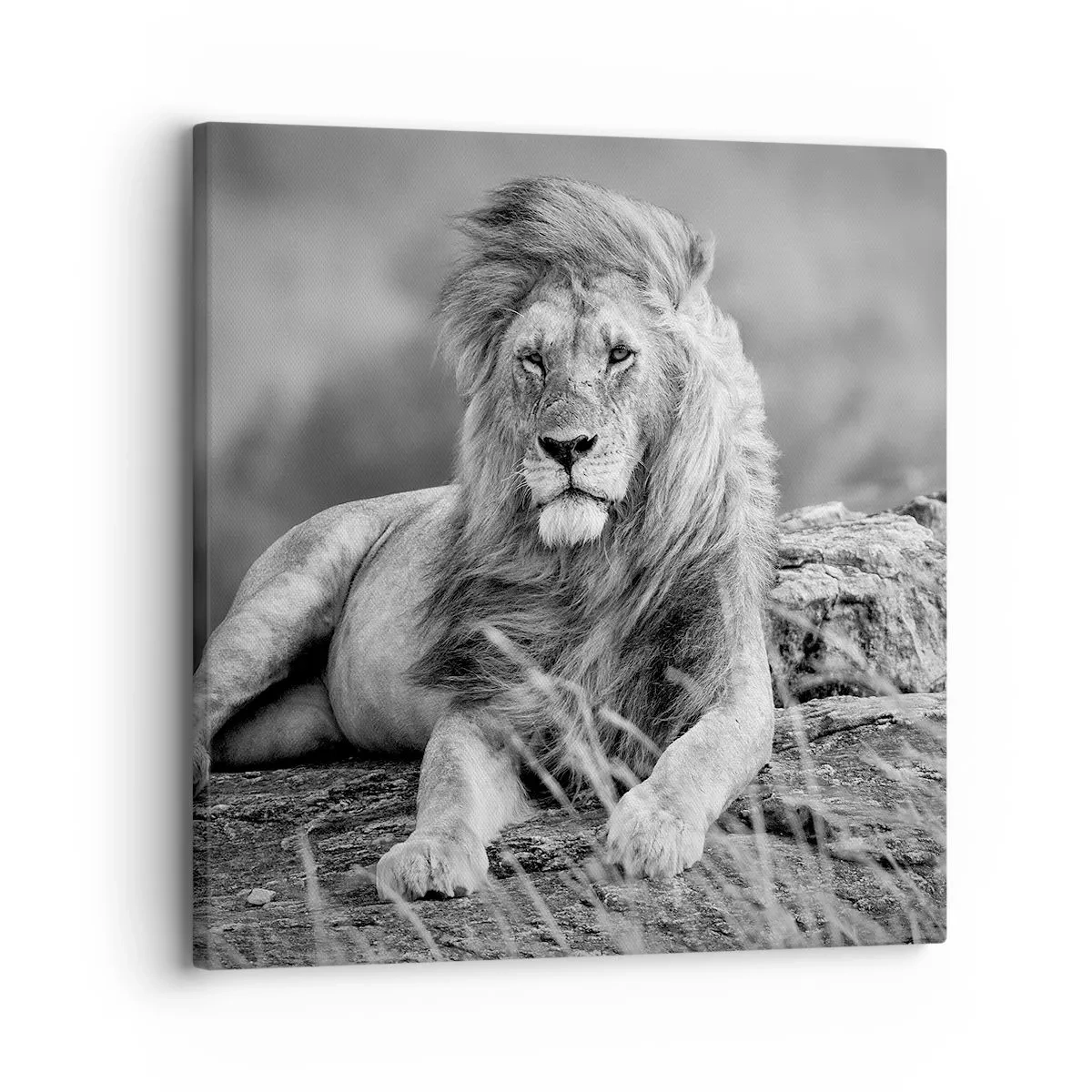 Quadro em tela - Sesta real - 30x30 cm