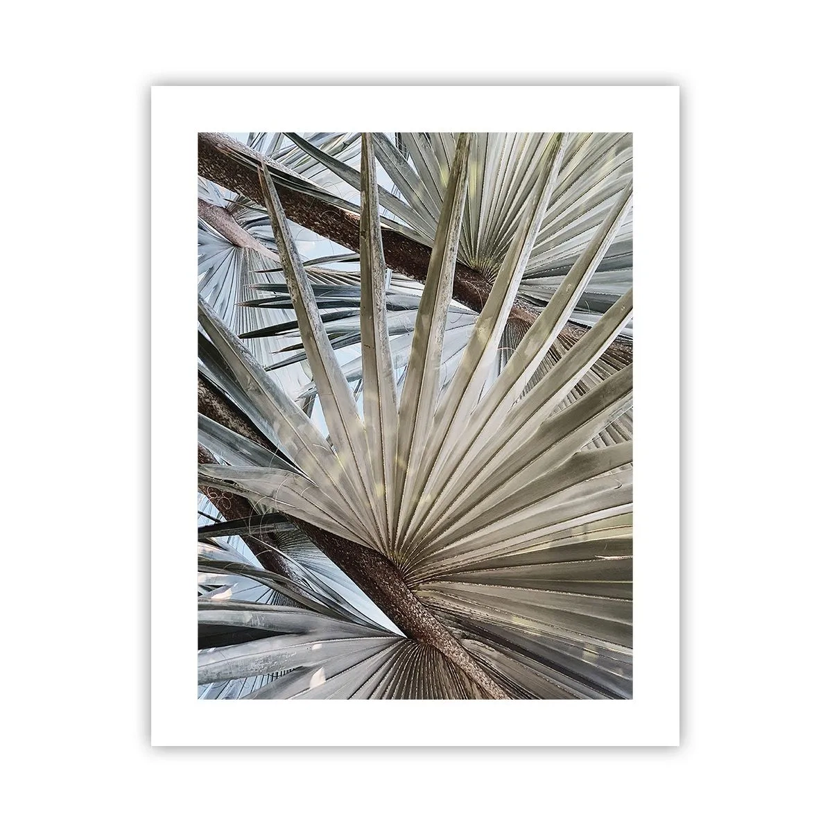 Pôster - Leques nos trópicos - 40x50 cm