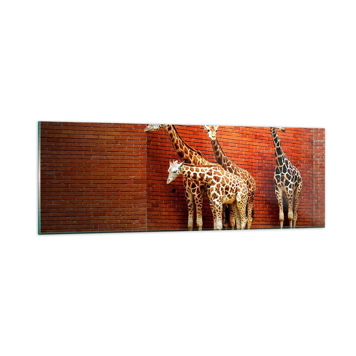 Quadro em vidro - Vê alguma acácia? - 90x30 cm
