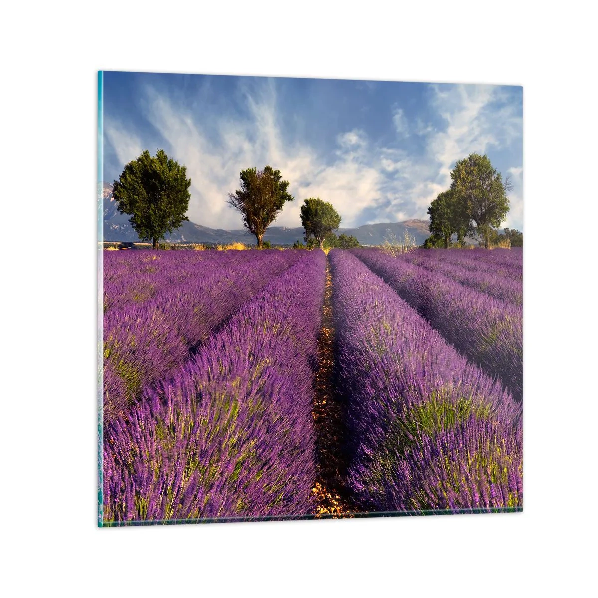 Quadro em vidro - Prados de lavanda - 40x40 cm