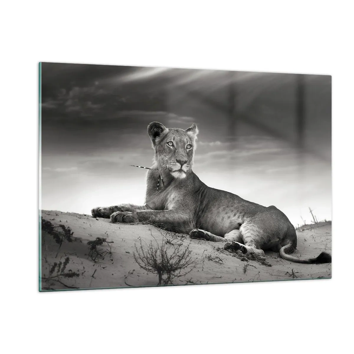 Quadro em vidro - Descanso da Rainha do Deserto - 120x80 cm