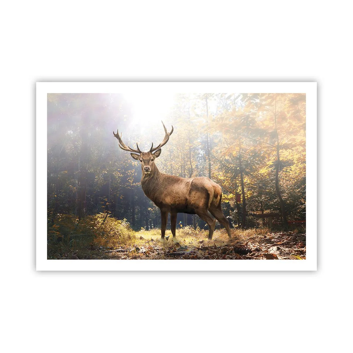 Pôster - Em plena majestade - 91x61 cm