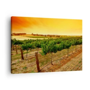 Quadro em tela - Videiras em uma plantação ao pôr do sol dourado - 70x50cm - Sede de sol - Decoração de parede moderna para a sala de estar e quarto ARTTOR