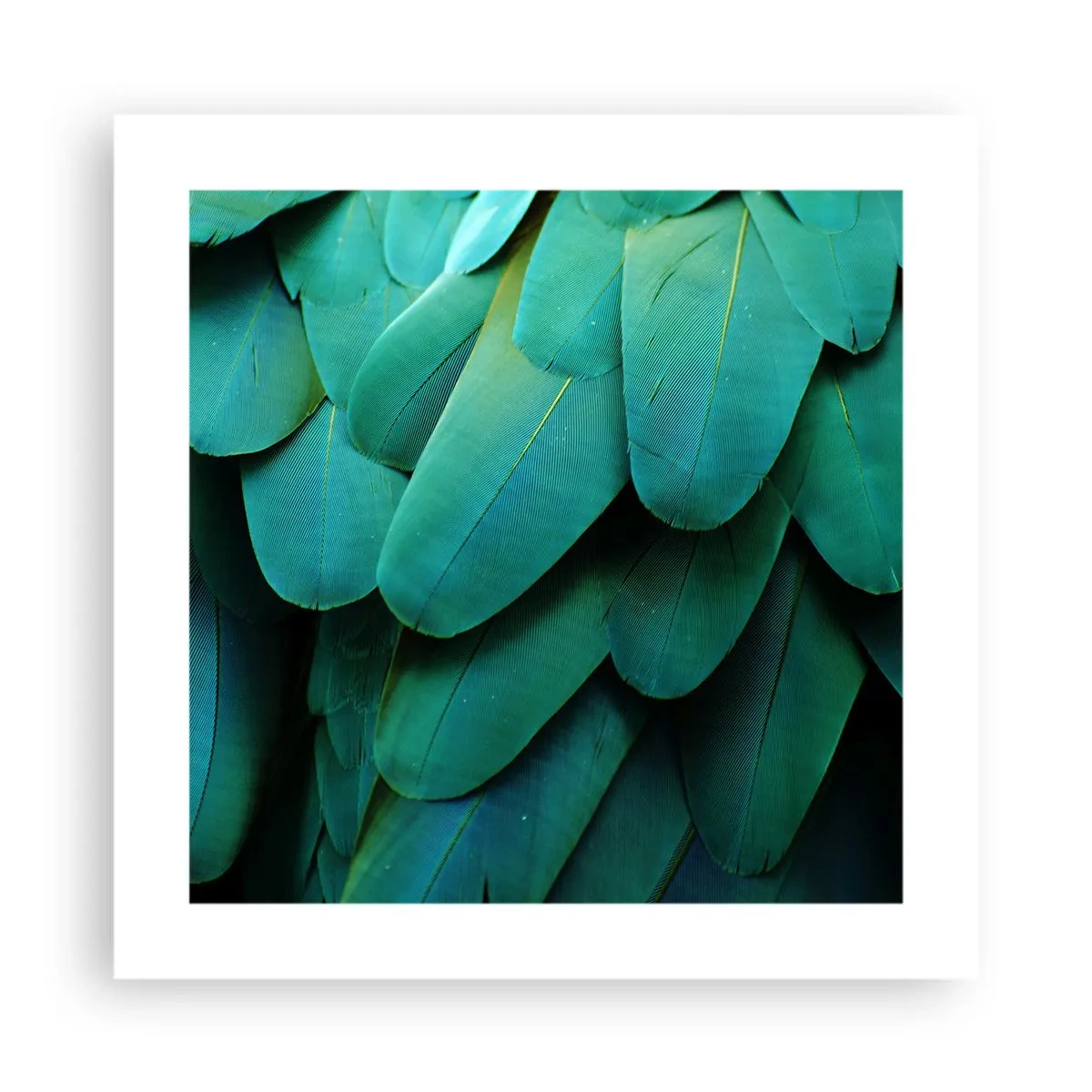Pôster - Precisão de papagaio - 40x40 cm