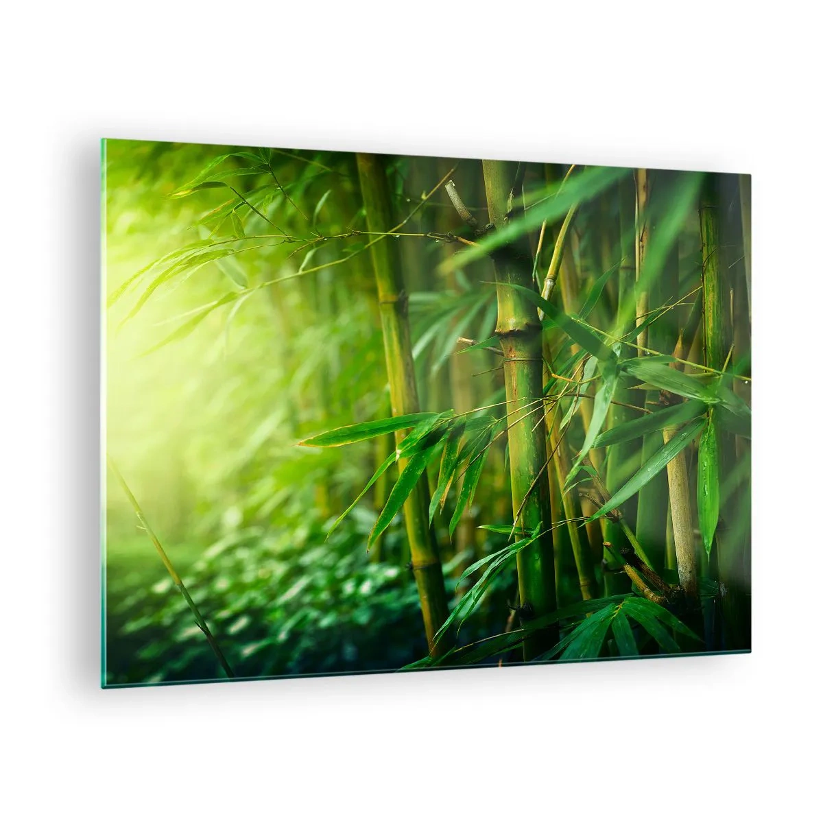 Quadro em vidro - Floresta de bambu verde ao sol - 70x50cm - Conheça a vegetação  - Decoração de parede moderna para a sala de estar e quarto ARTTOR
