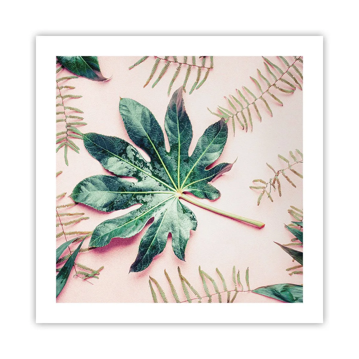 Pôster - Estudo do verde em um fundo rosa - 50x50 cm