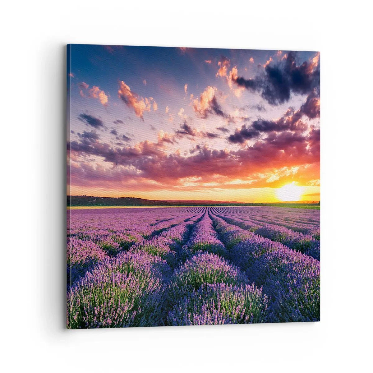 Quadro em tela - O mundo da lavanda - 70x70 cm