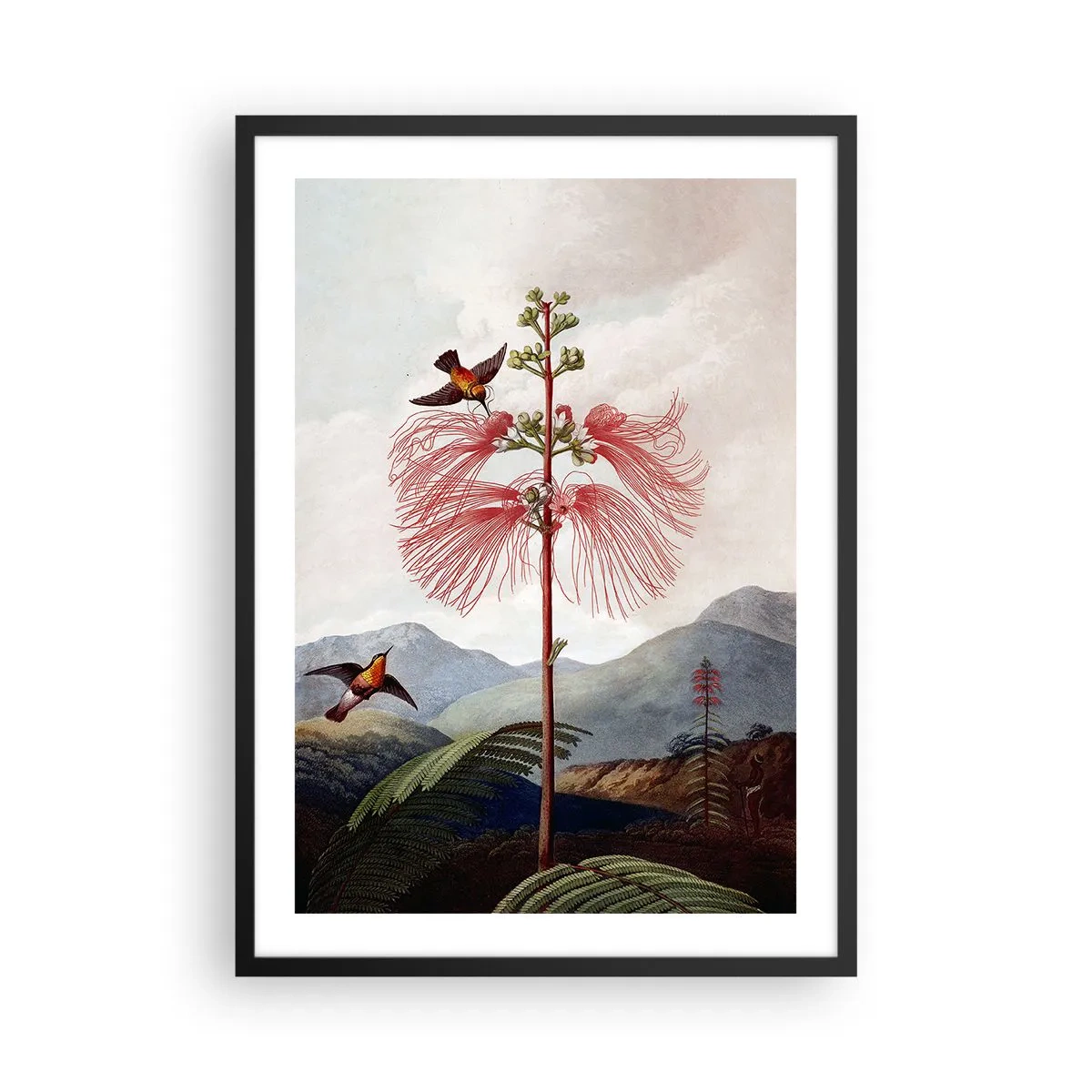 Pôster com moldura preta - Flor exótica com beija-flores entre as montanhas - 50x70cm - Em um paraíso tropical - Decoração de parede moderna para a sala de estar e quarto ARTTOR
