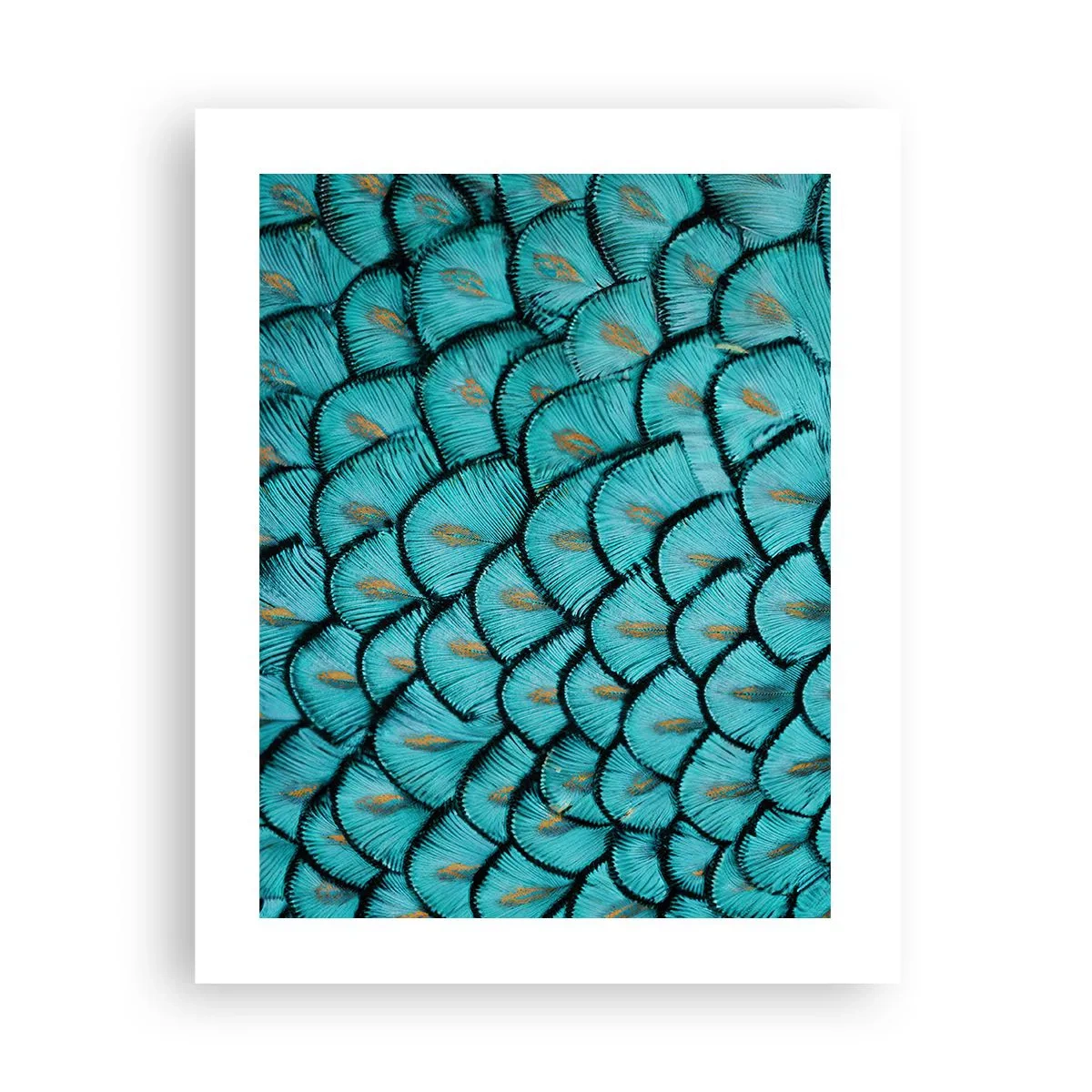 Pôster - A grande gala de penas - 40x50 cm