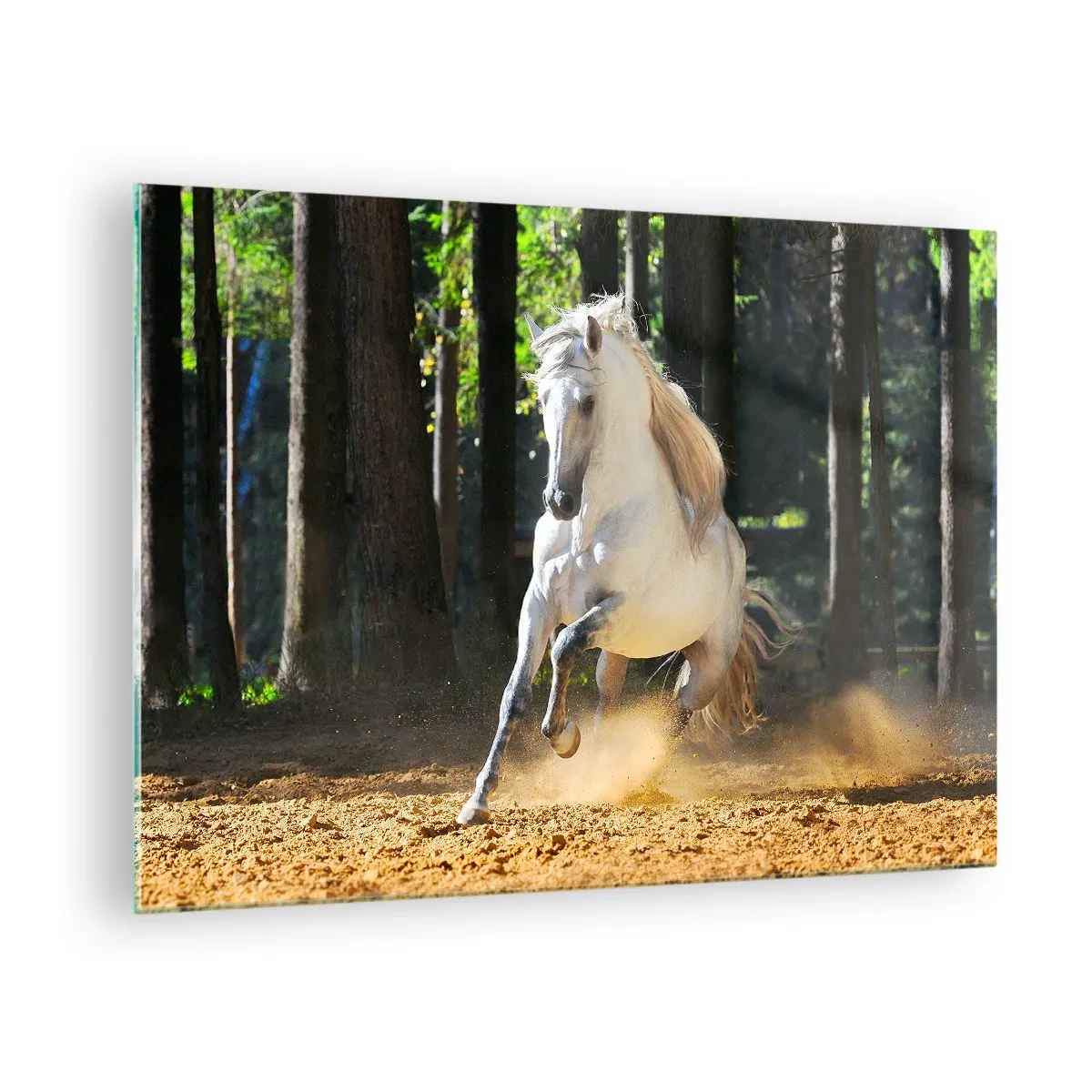 Quadro em vidro - Um cavalo branco galopa em solo arenoso na floresta - 70x50cm - Como de um romance de fantasia - Decoração de parede moderna para a sala de estar e quarto ARTTOR