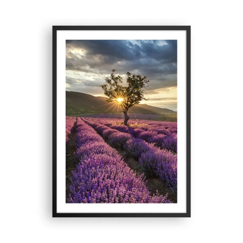 Pôster com moldura preta - Um campo de lavanda com uma árvore solitária e um pôr do sol - 50x70cm - Aroma lilás - Decoração de parede moderna para a sala de estar e quarto ARTTOR