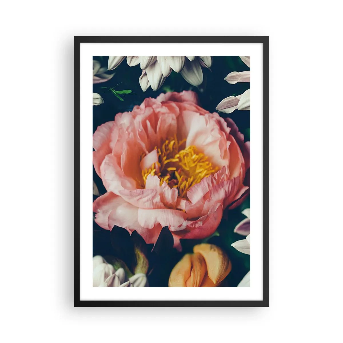 Pôster com moldura preta - Uma flor rosa com um centro amarelo rodeada por outras flores - 50x70cm - Com o esplendor barroco - Decoração de parede moderna para a sala de estar e quarto ARTTOR