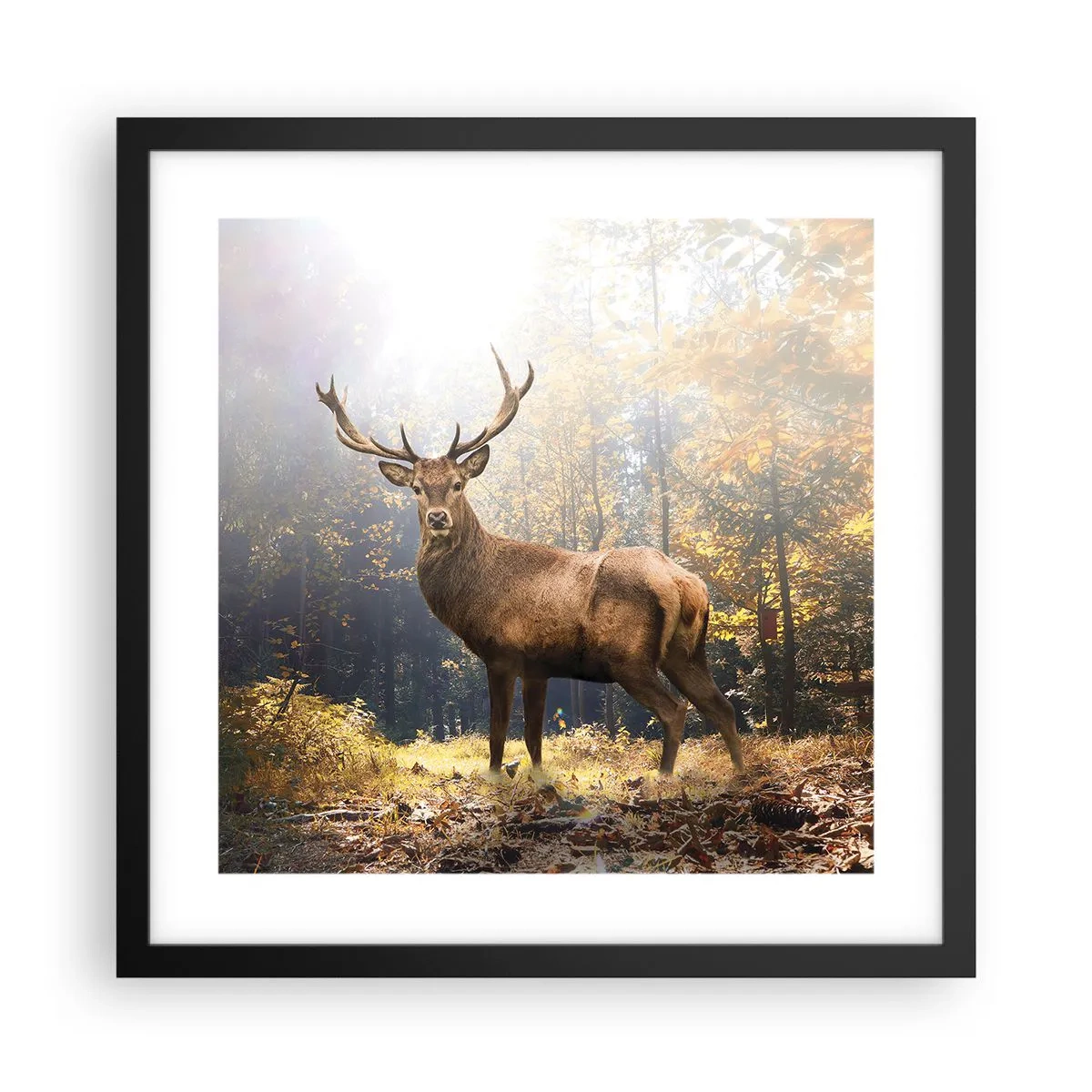 Pôster com moldura preta - Em plena majestade - 40x40 cm