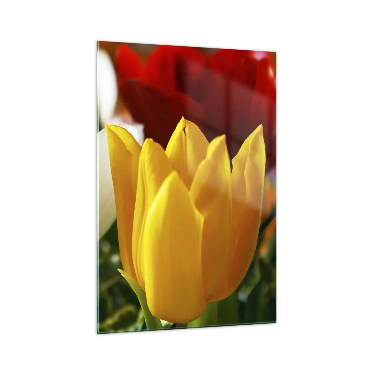 Quadro em vidro - Febre das tulipas - 70x100 cm