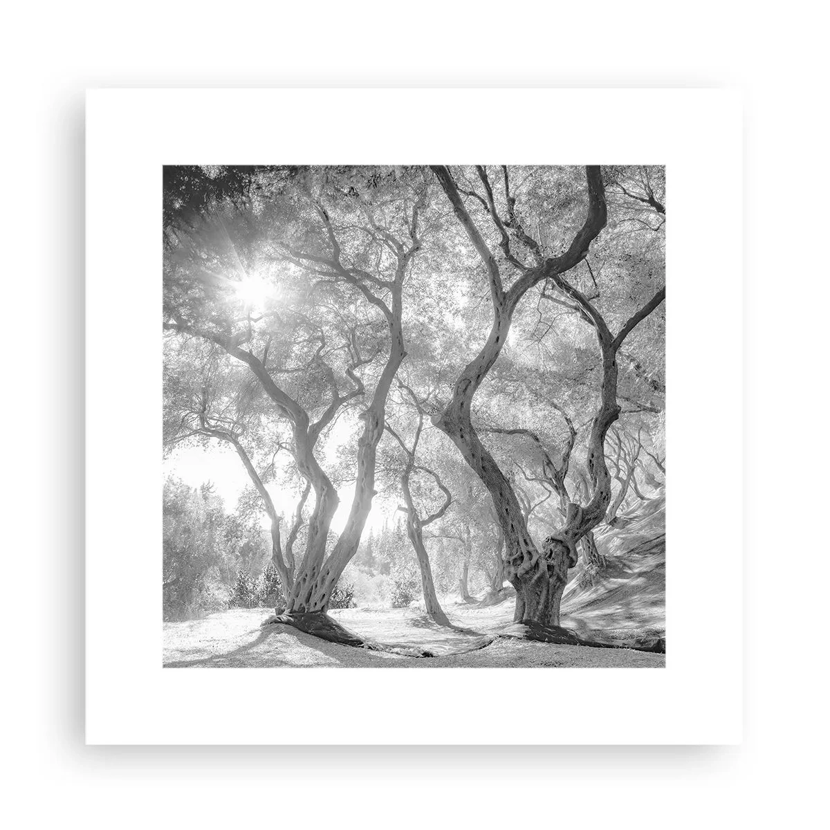Pôster - No olival - 30x30 cm
