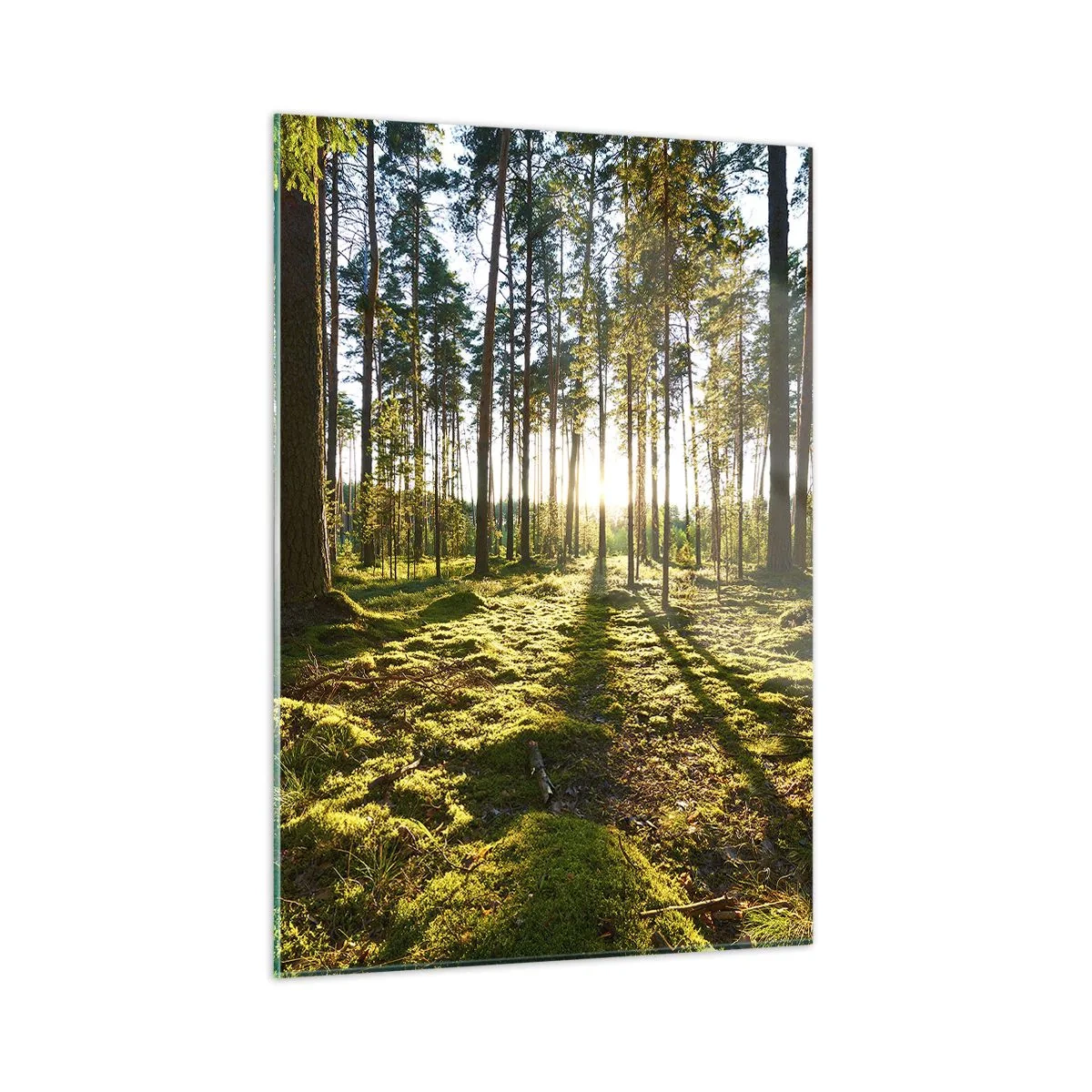 Quadro em vidro - ...Além das sete florestas - 50x70 cm