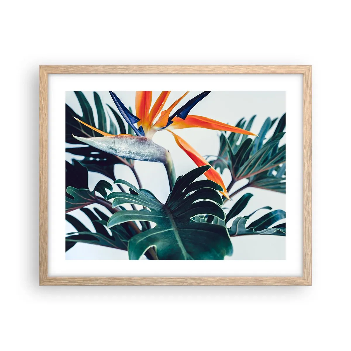 Pôster com moldura de carvalho claro - Arbusto de passarinho - 50x40 cm