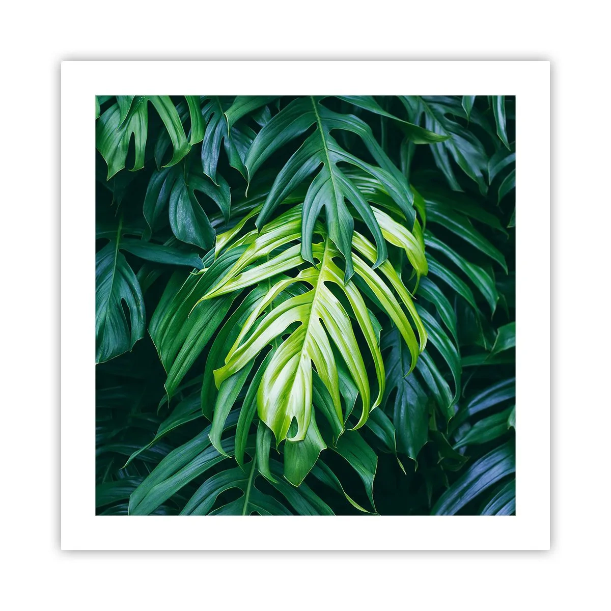 Pôster - Mergulhar no frescor - 50x50 cm