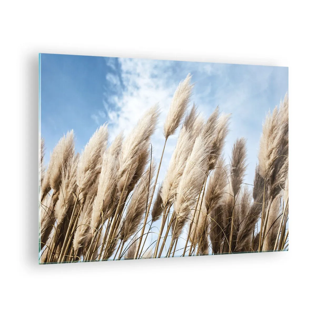 Quadro em vidro - Gramíneas decorativas de pampas contra um céu azul - 70x50cm - Carícia ensolarada e ventosa - Decoração de parede moderna para a sala de estar e quarto ARTTOR