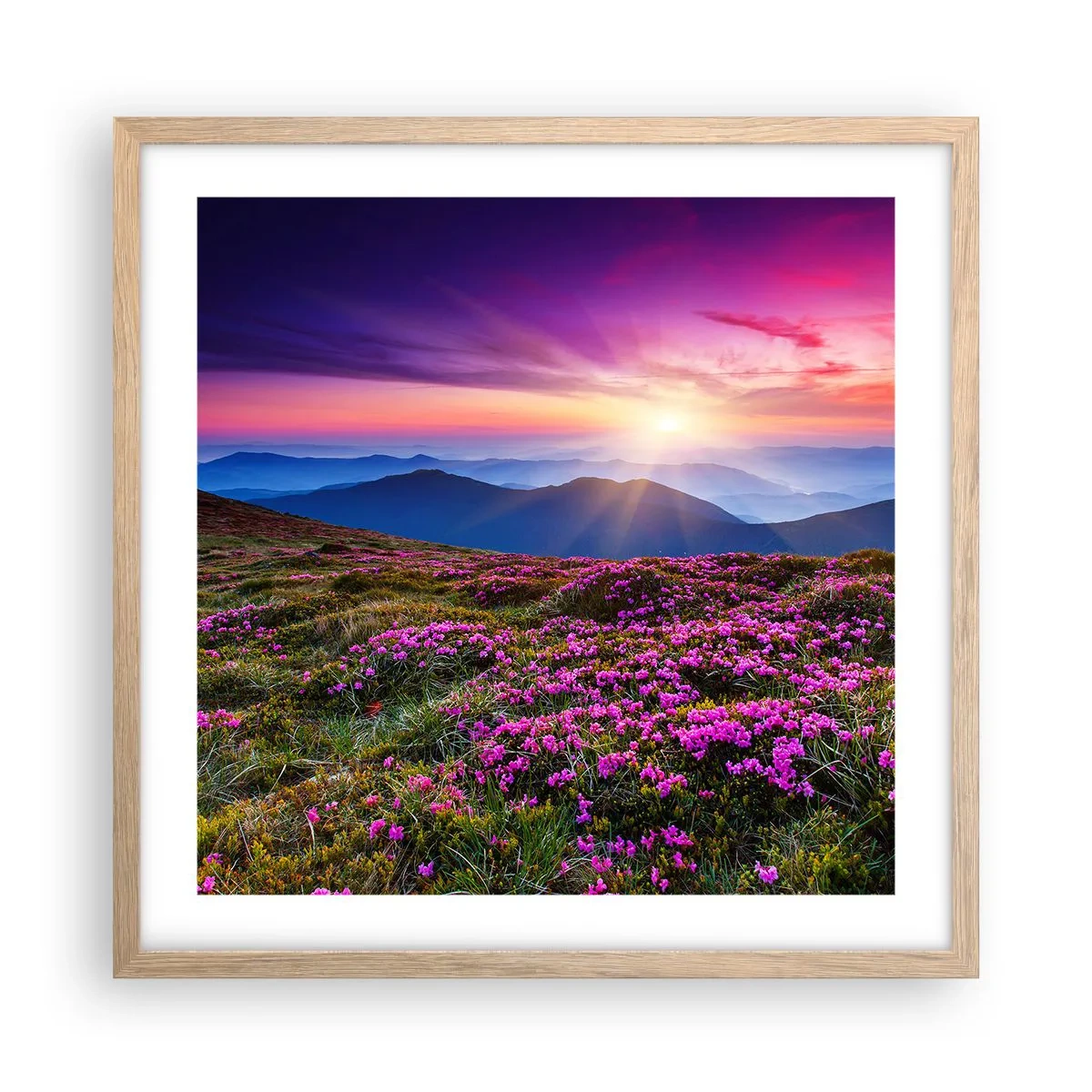 Pôster com moldura de carvalho claro - Campo cheiroso - 50x50 cm