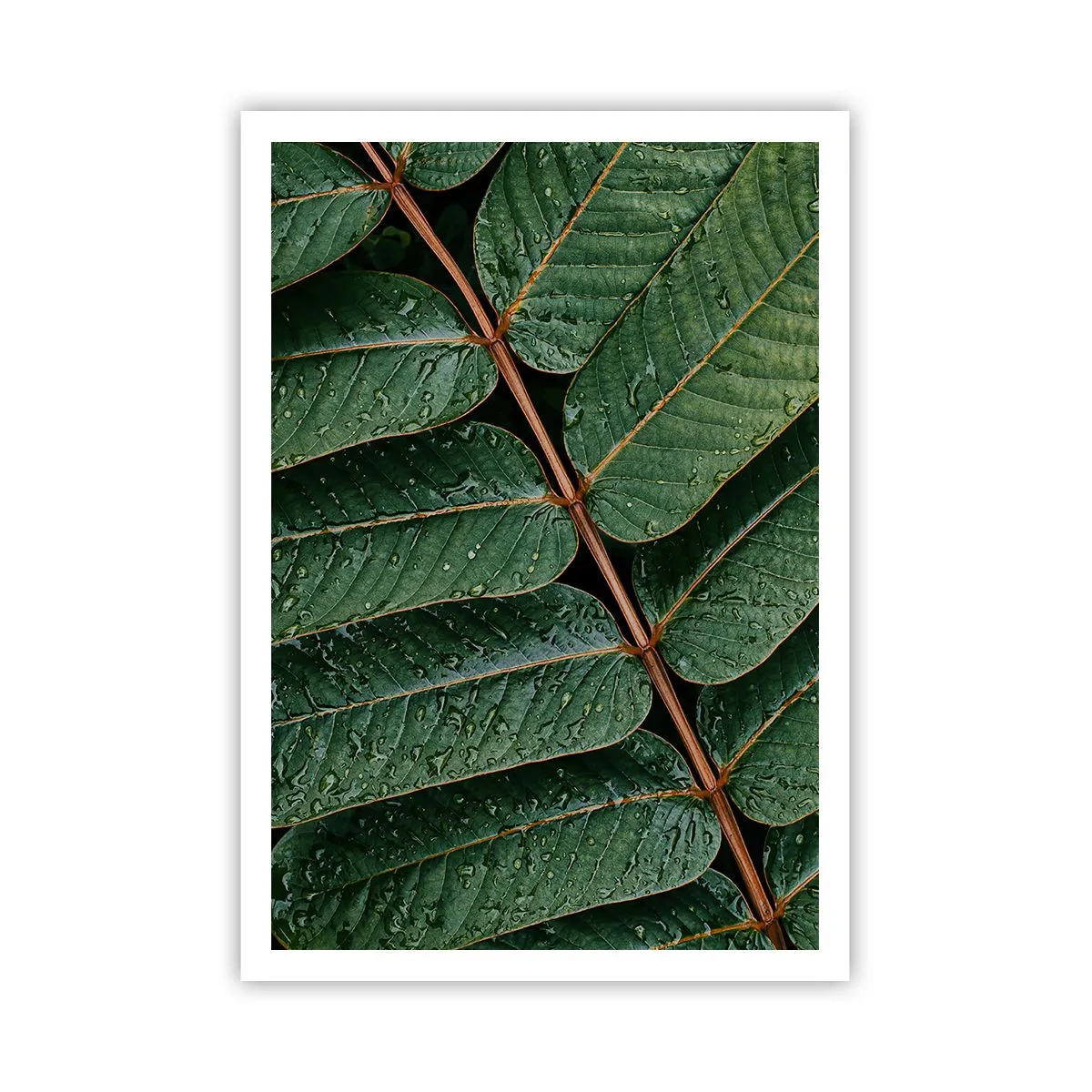Pôster - Num ritmo verde - 70x100 cm