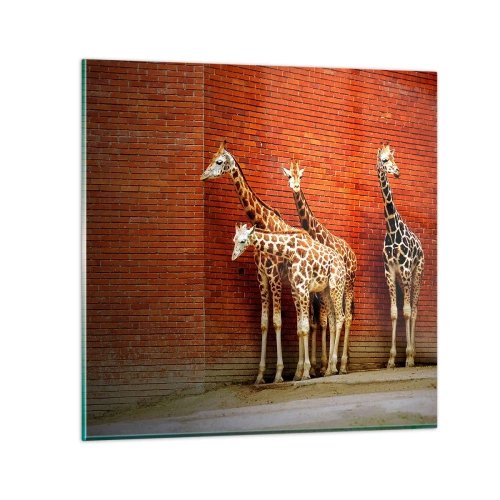 Quadro em vidro - Vê alguma acácia? - 40x40 cm