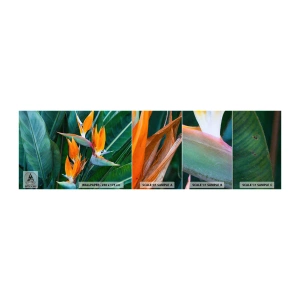 Amostra de papel de parede autocolante Deluxe Sticker - É uma flor ou é um pássaro? - Strelitzia real, Flor, África - 100x30 cm