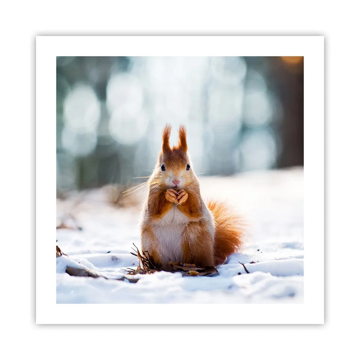 Pôster - Para o que estás a olhar? - 50x50 cm