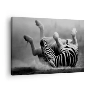 Quadro em tela - Uma zebra preta e branca rolando na areia - 70x50cm - Vai dar zebra - Decoração de parede moderna para a sala de estar e quarto ARTTOR