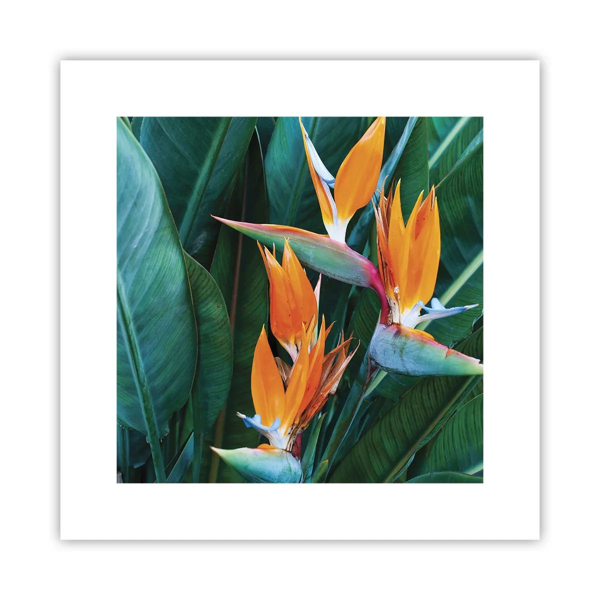 Pôster - É uma flor ou é um pássaro? - 30x30 cm