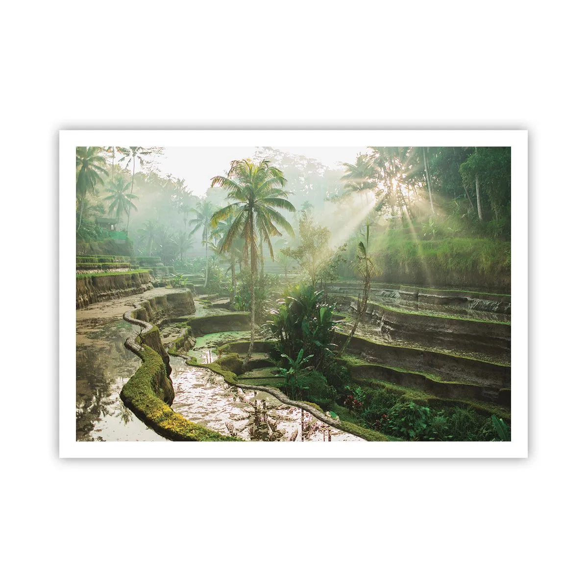 Pôster - Crescer ao sol - 100x70 cm